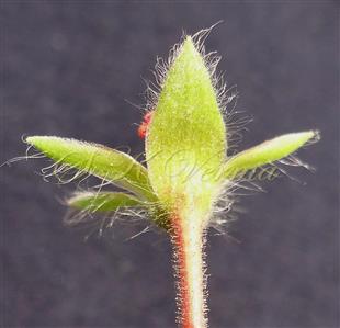  Calyx